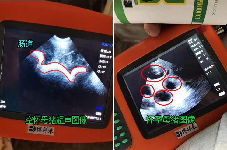 猪用B超仪超声图像