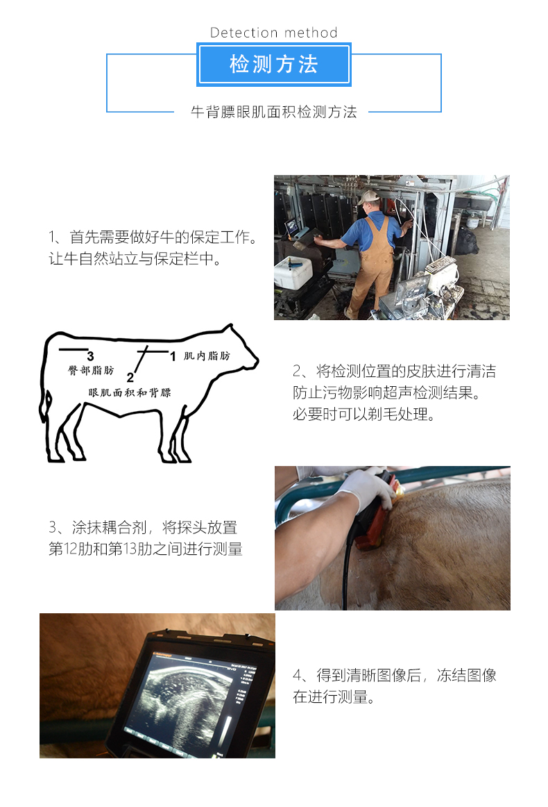 牛背膘眼肌面积检测方法