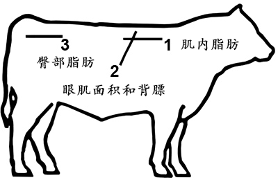 肉牛背膘眼肌检测位置示意图