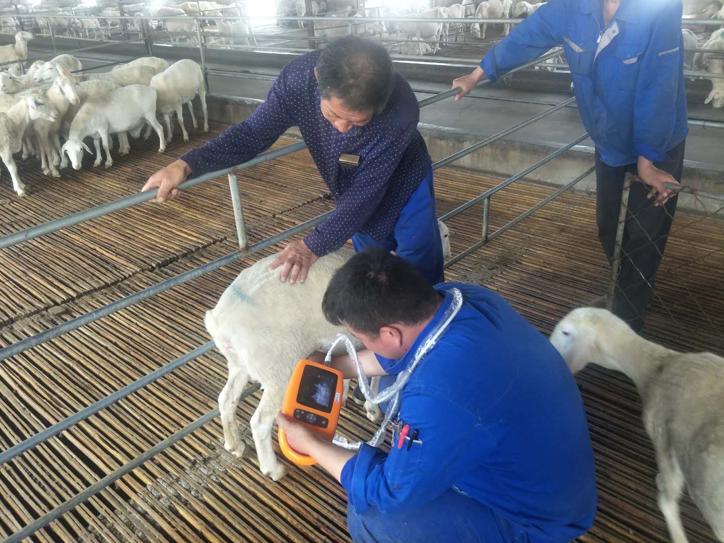 羊用B超仪做腹部检测