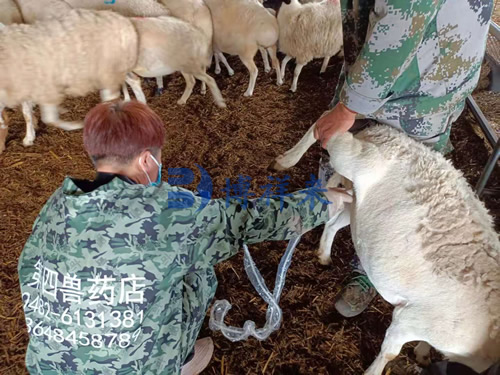 羊用B超检测母羊妊娠