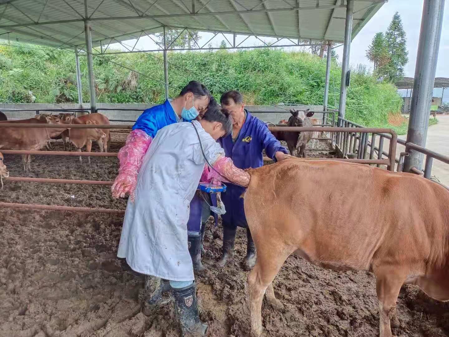 高清牛用B超测孕仪