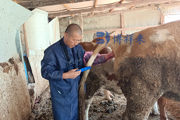 兽用B超机测母牛妊娠