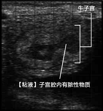 牛子宫炎症