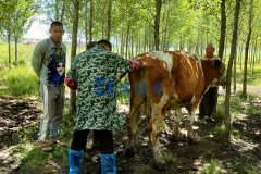 技术老师携带牛用B超机BXL-V50到黑龙江培训如何测
