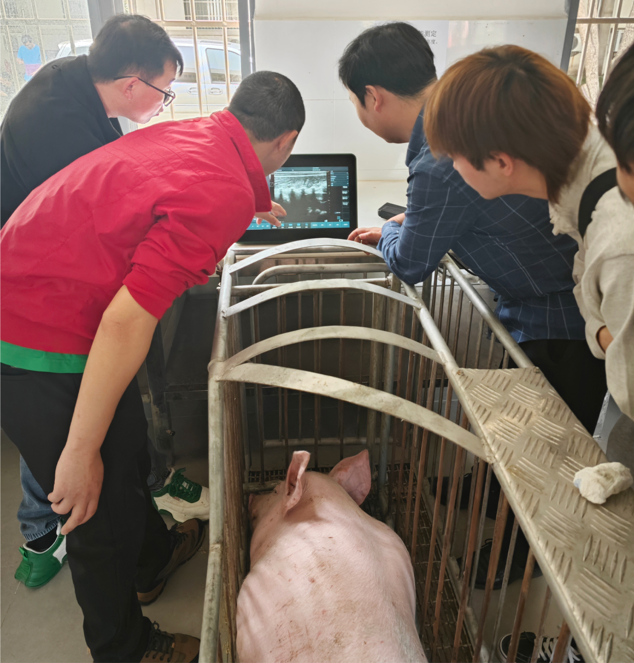 种猪性能鉴定