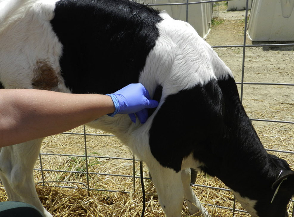 B超机测犊牛肺部位置详解