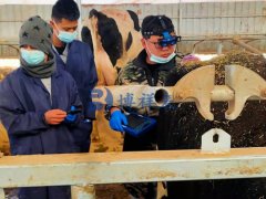 新手使用兽用B超常见问题答疑