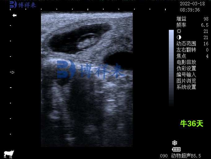 兽用B超测36天牛妊娠图像