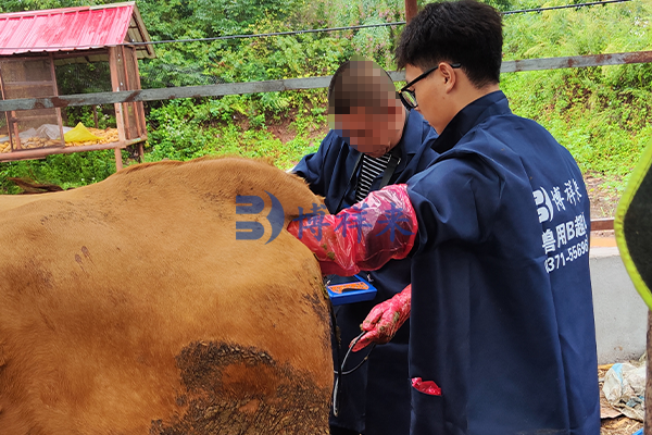 牛用B超机培训案例