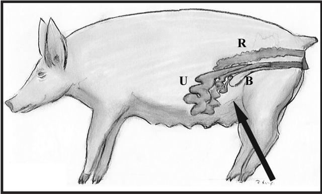 猪卵巢的超声检测