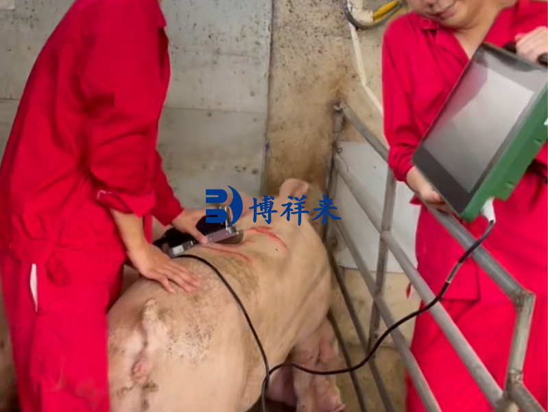 种猪育种B超检测案例