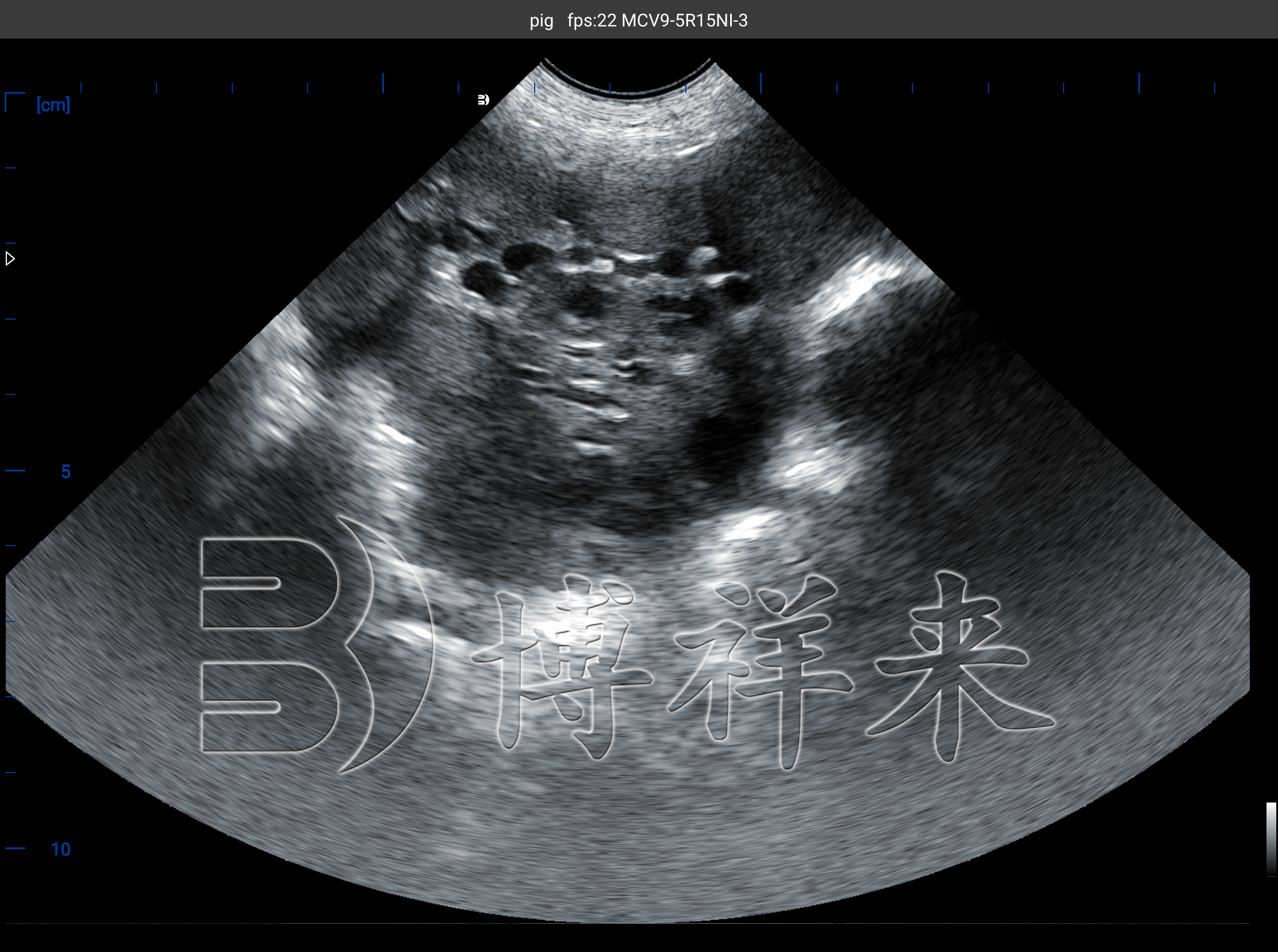 高清猪卵泡超声图像