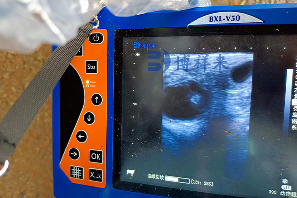 牛怀孕B超测孕图像