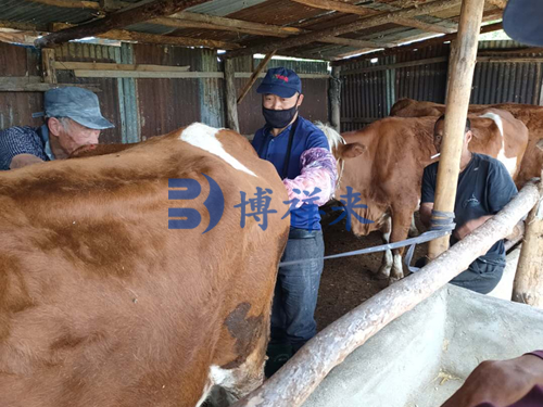 便携式牛用B超机测孕