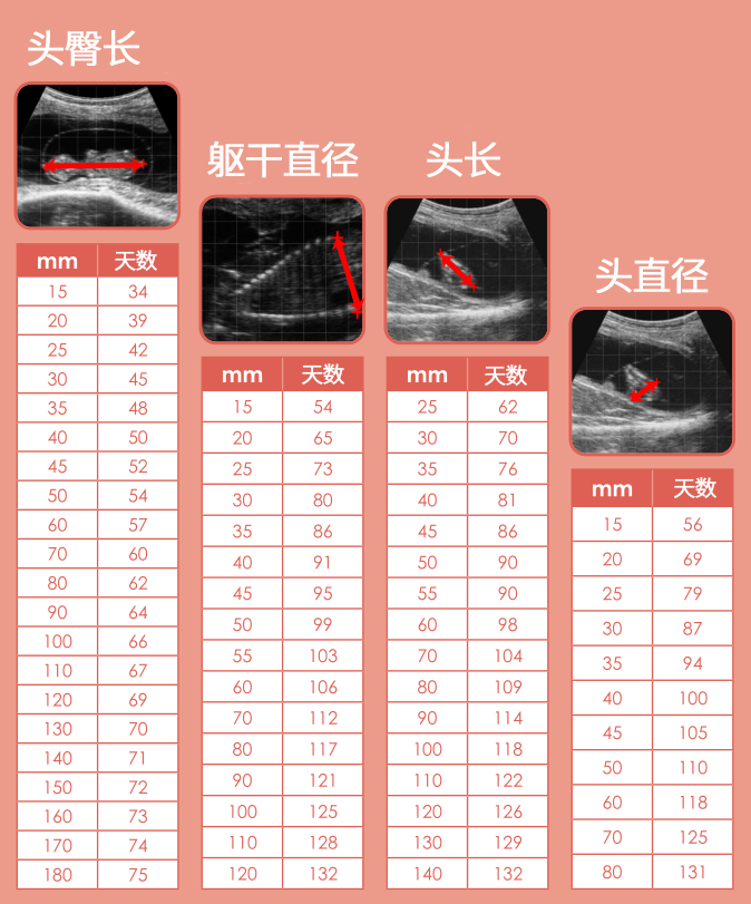 B超测牛胎龄大小