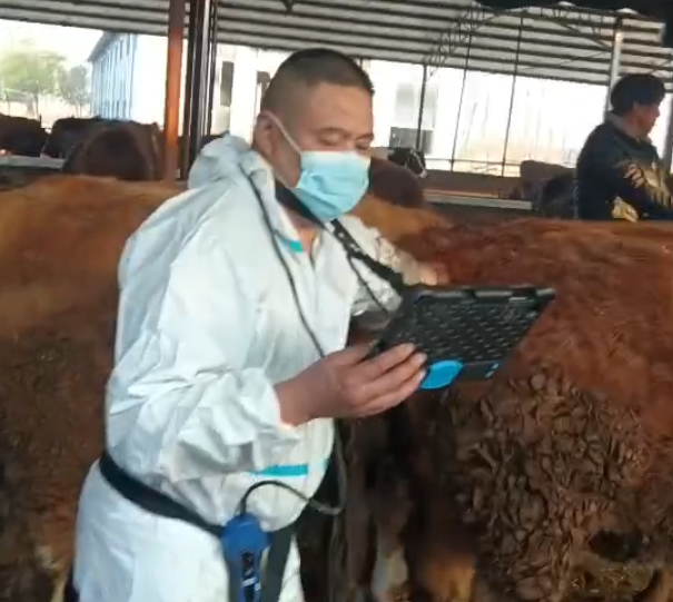 无线兽用B超机测母牛妊娠