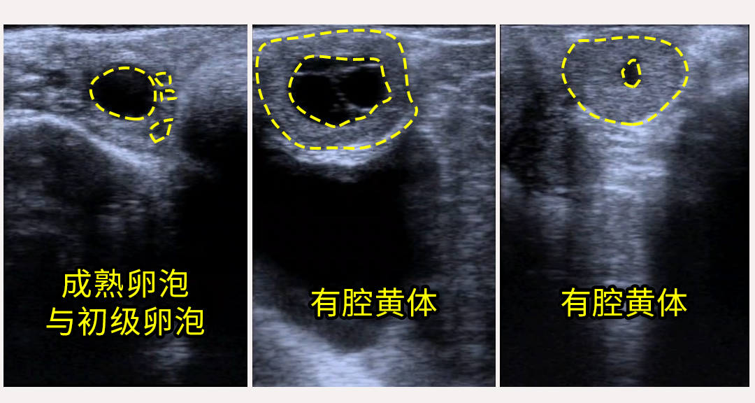 牛用B超上的牛卵泡和黄体对比超声图