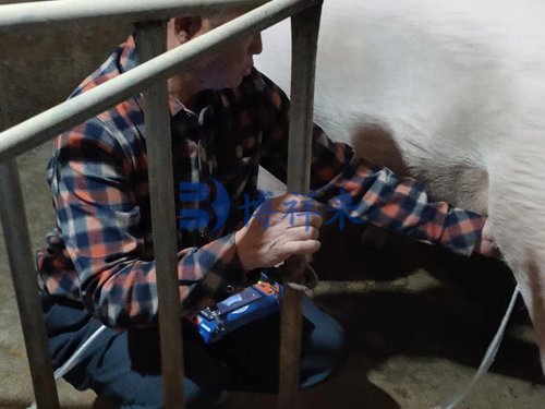 猪用B超机测妊娠