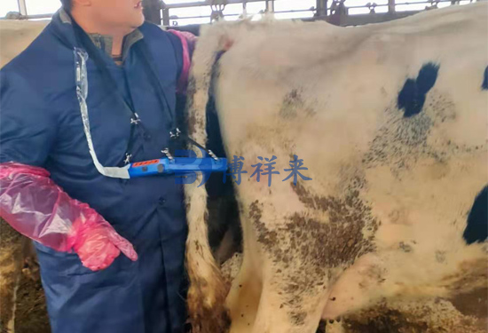 牛用B超机测母牛卵巢情况