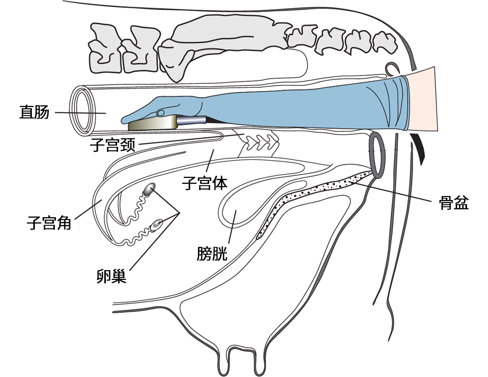 B超机探头测牛卵巢位置