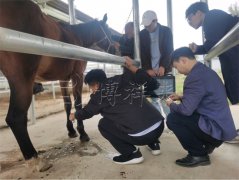马用B超机在马运动损伤康复期的影像追踪方法