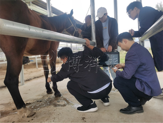 马肌腱超声检测