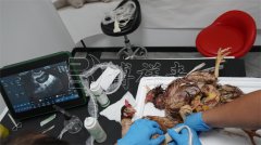 案例分享｜用兽用B超机检测母鸡体内的鸡蛋