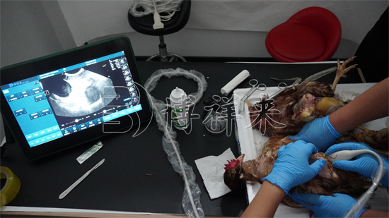 兽用B超仪测母鸡下蛋