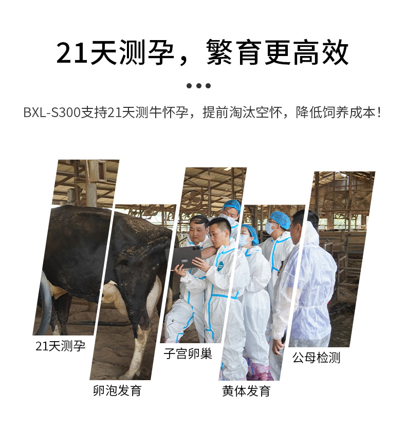 牛21天妊娠检测B超机