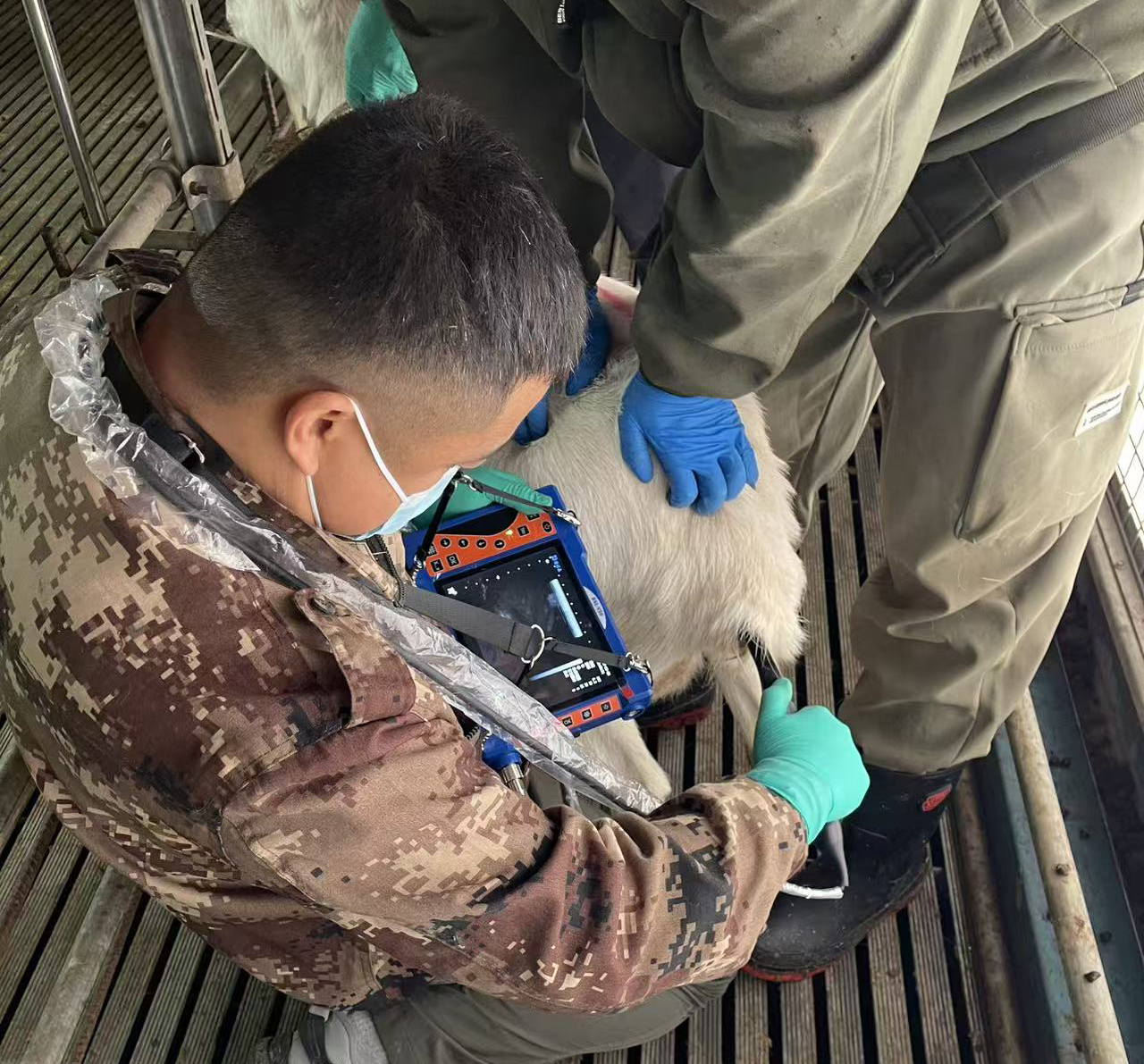 高清羊直肠检测B超机