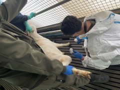 技术老师到陕西乾首奶山羊养殖场做B超培训