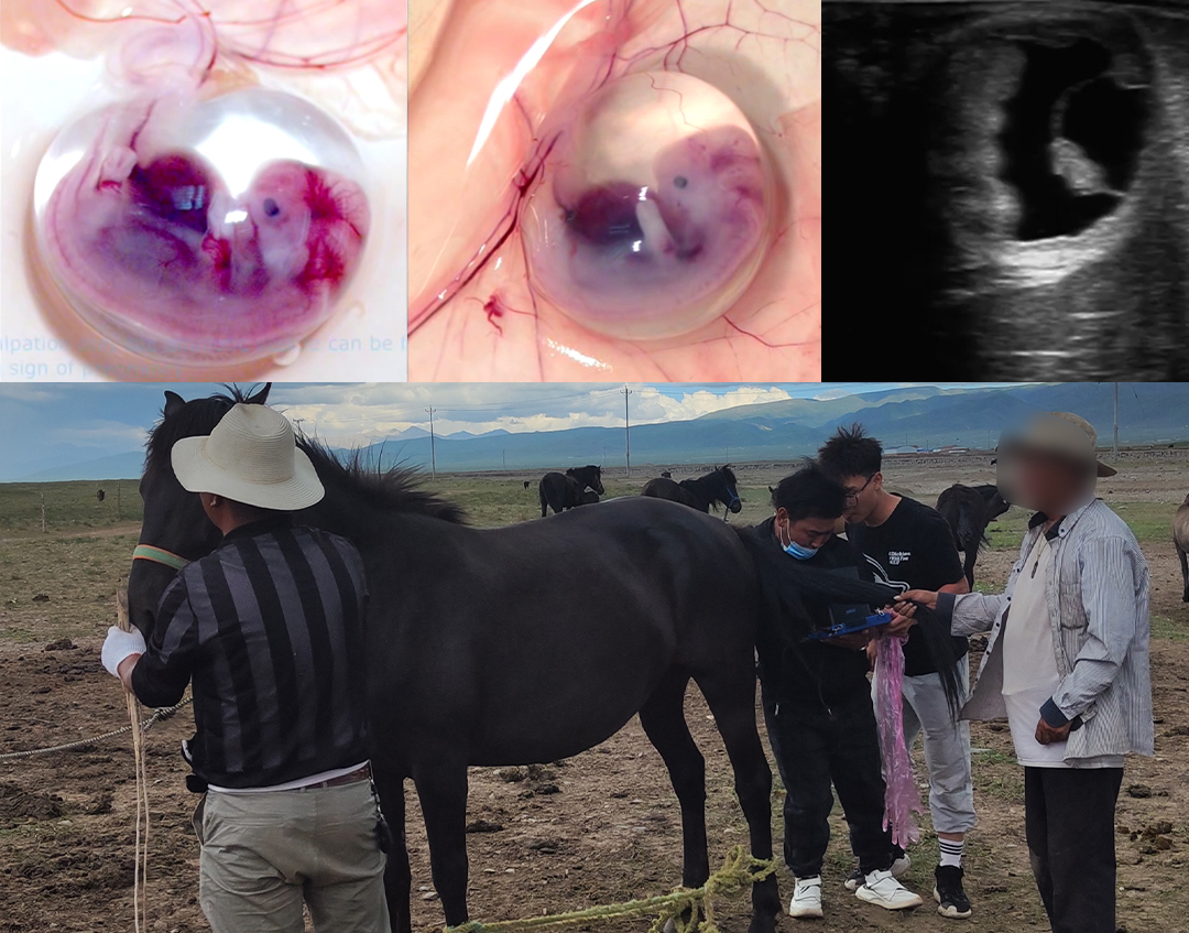 高清马用B超测孕仪