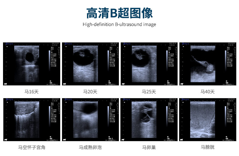 马用B超机测马妊娠天数