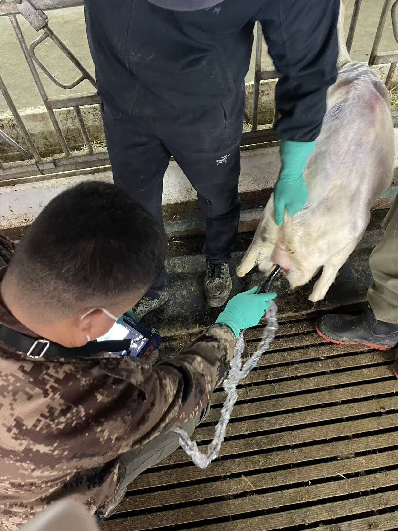 羊直肠探头测孕培训案例