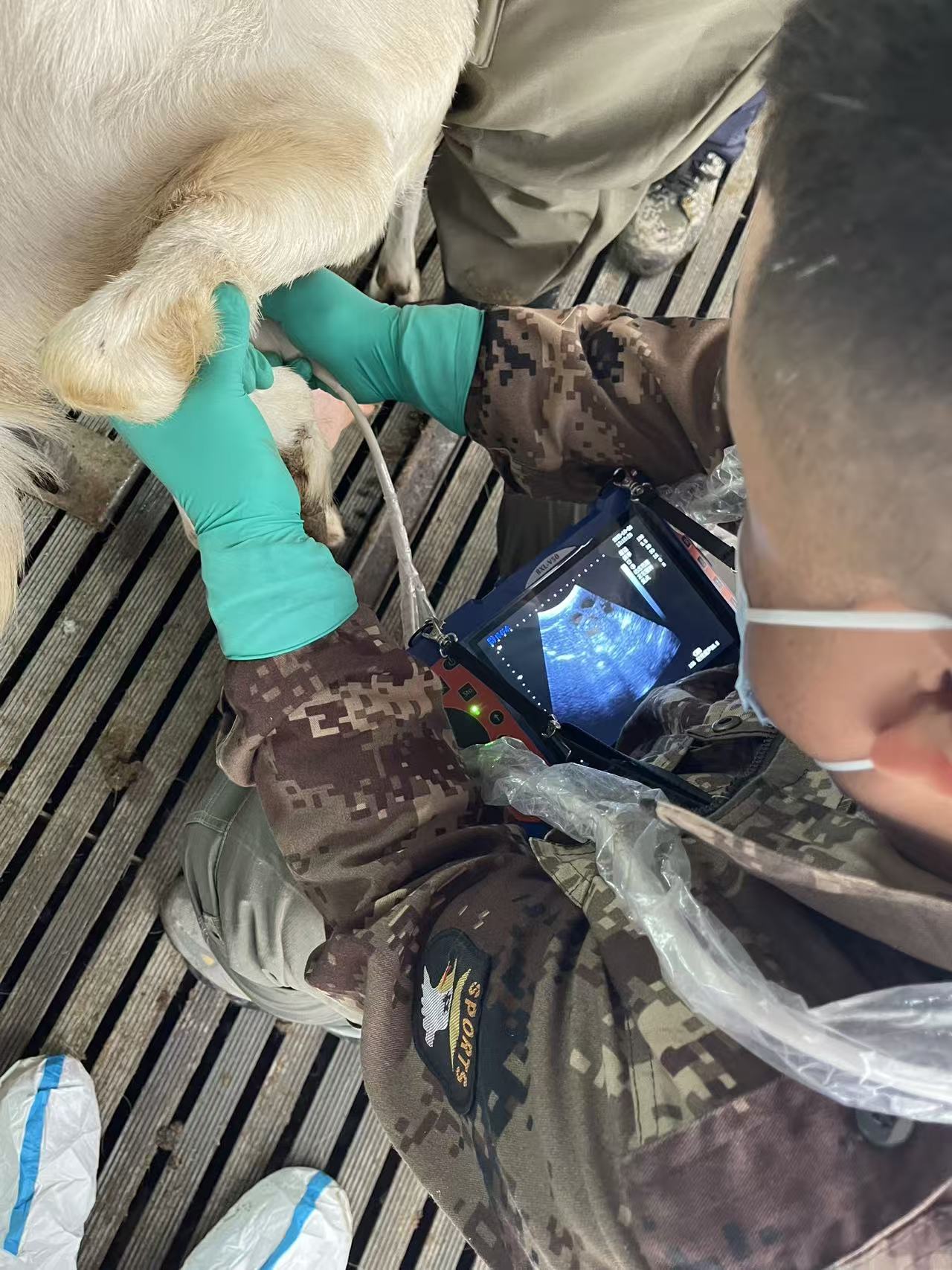 大凸探头测羊培训