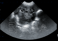 猪卵泡B超机如何检测母猪卵泡发育？