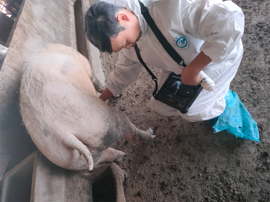 猪用B超机测母猪卵泡发育