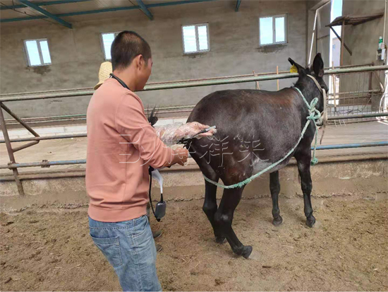 高清兽用B超机测母驴妊娠