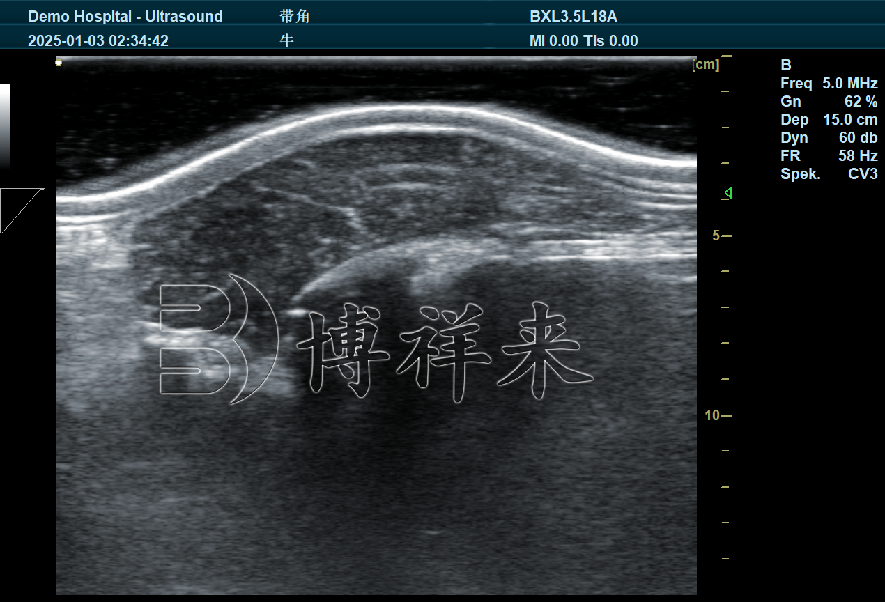 牛用B超机测母牛肌内脂肪含量