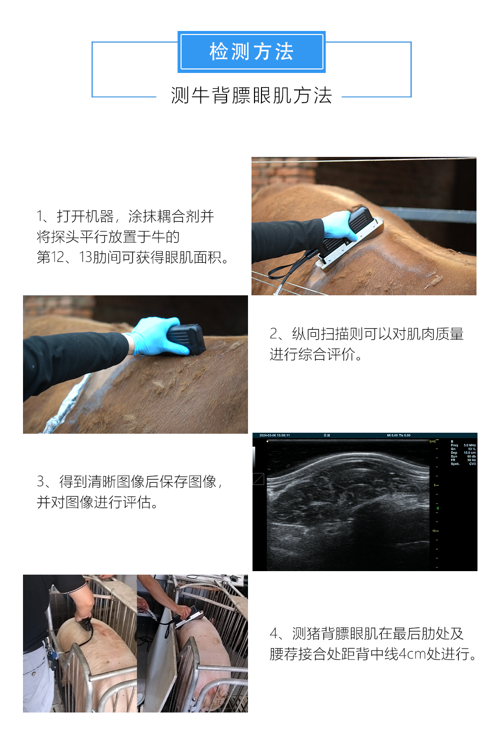 牛用背膘眼肌测定仪检测方法