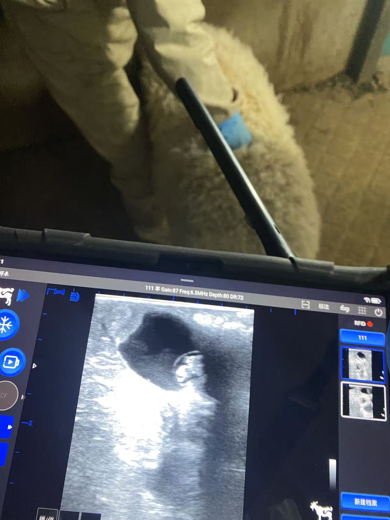 羊用直肠B超检测图