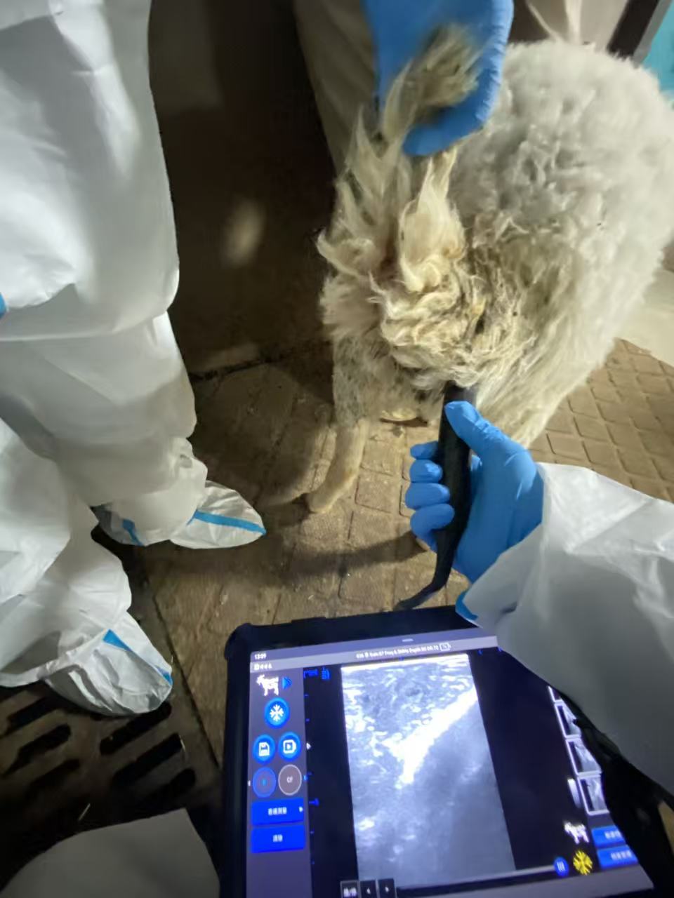 羊用B超现场培训