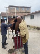 内蒙客户使用博祥来BXL-V50兽用B超机测马妊娠