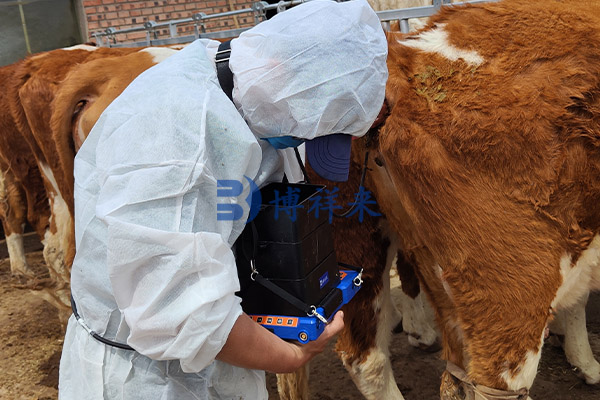 高清牛用B超机测母牛