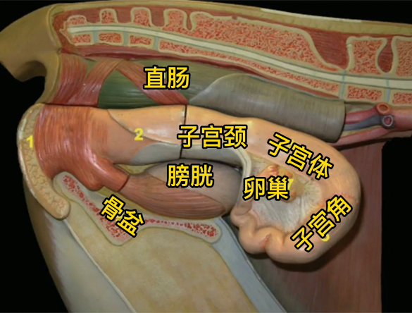 母牛繁殖系统解剖图