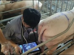 宁波猪场开展妊娠检测培训，引入猪用B超机提升