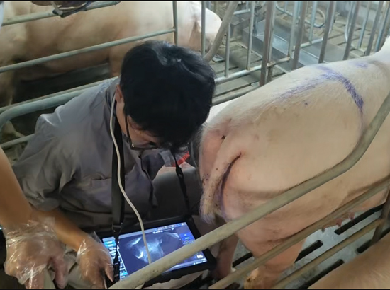 猪用B超机测妊娠