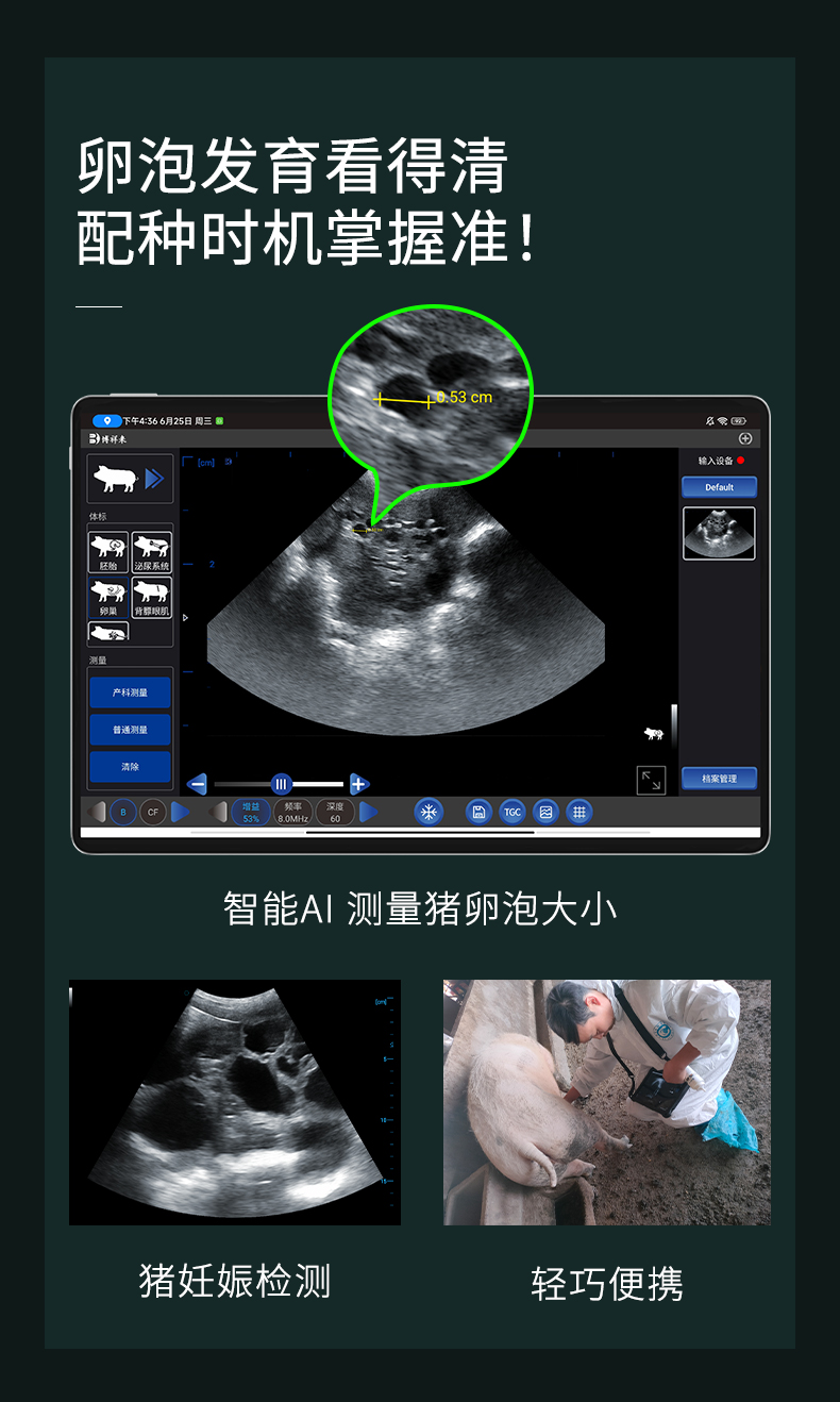 高清猪B超检测超声