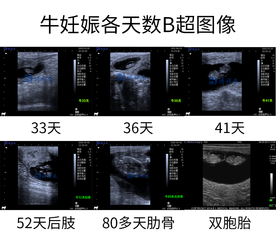 牛用B超机测牛孕各天数超声